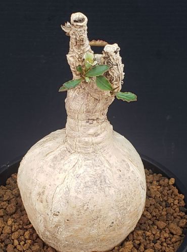 Euphorbia subapoda 5 Seeds