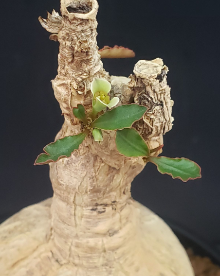 Euphorbia subapoda 5 Seeds