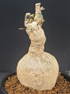Euphorbia subapoda 5 Seeds