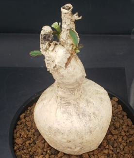 Euphorbia subapoda 5 Seeds