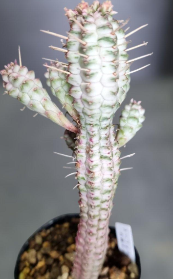 Euphorbia white stick giraffe 5 Seeds