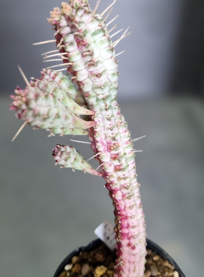 Euphorbia white stick giraffe 5 Seeds