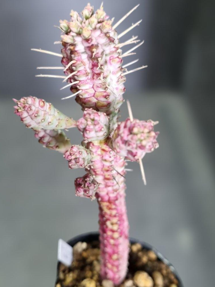 Euphorbia white stick giraffe 5 Seeds