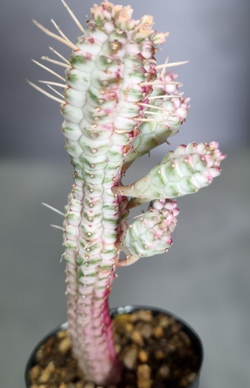 Euphorbia white stick giraffe 5 Seeds