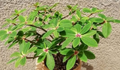 Euphorbia bongolavensis 5 Seeds