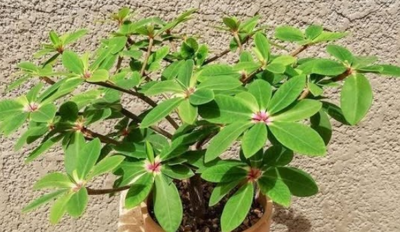 Euphorbia bongolavensis 5 Seeds