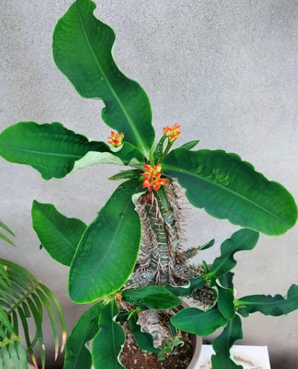 Euphorbia bergeri 5 Seeds