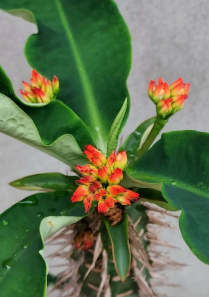 Euphorbia bergeri 5 Seeds
