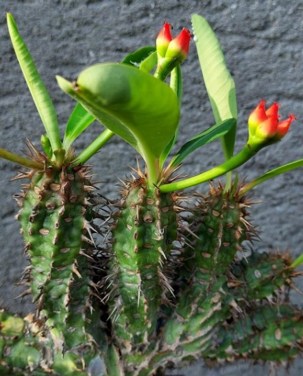 Euphorbia bergeri 5 Seeds