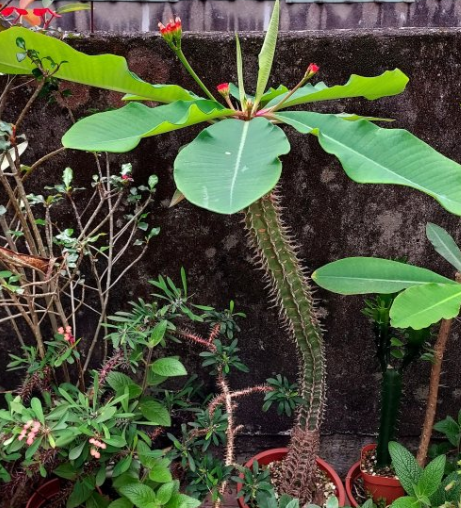 Euphorbia bergeri 5 Seeds