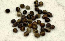 Euphorbia balsamifera 5 Seeds