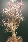 Euphorbia balsamifera 5 Seeds