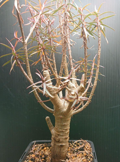 Euphorbia balsamifera 5 Seeds