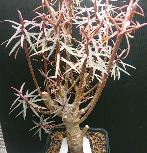 Euphorbia balsamifera 5 Seeds