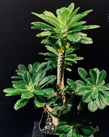 Dorstenia gigas 7 Seeds