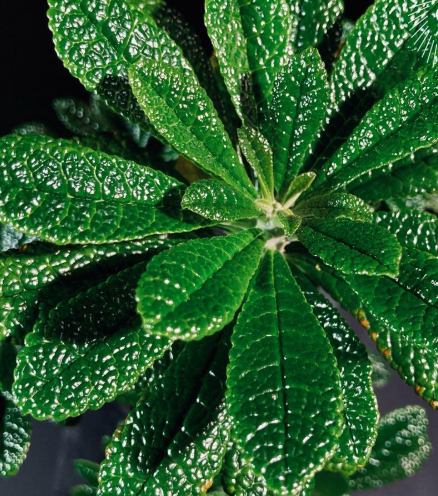 Dorstenia gigas 7 Seeds