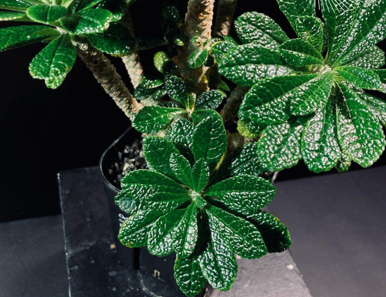 Dorstenia gigas 7 Seeds