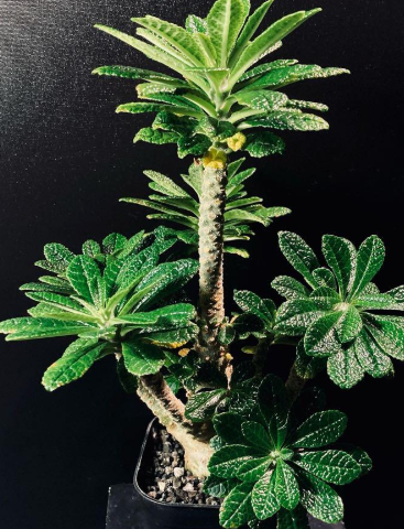 Dorstenia gigas 7 Seeds
