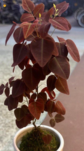 Euphorbia cotinifolia 5 Seeds