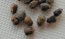 Euphorbia ankarensis 5 Seeds