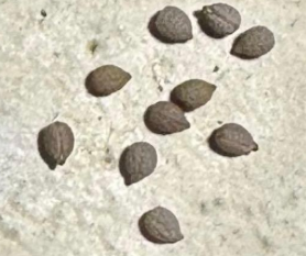 Euphorbia tulearensis 5 Seeds
