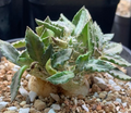 Euphorbia tulearensis 5 Seeds