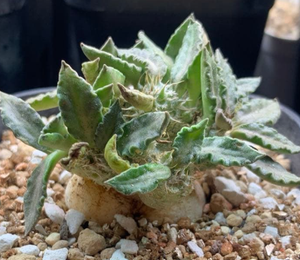 Euphorbia tulearensis 5 Seeds