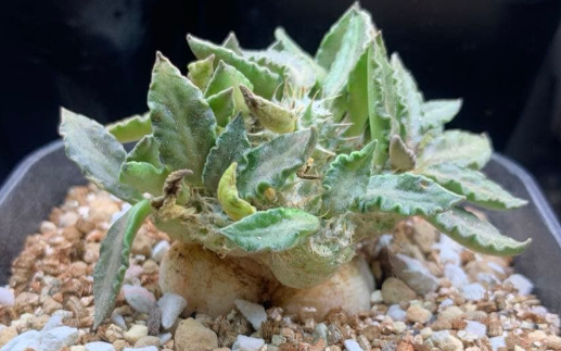 Euphorbia tulearensis 5 Seeds