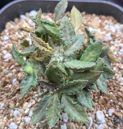 Euphorbia tulearensis 5 Seeds