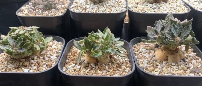 Euphorbia tulearensis 5 Seeds