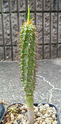 Euphorbia viguieri 5 Seeds