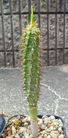Euphorbia viguieri 5 Seeds