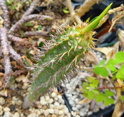 Euphorbia viguieri 5 Seeds