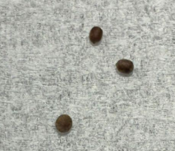 Euphorbia platyrrhiza 5 Seeds