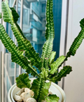 Euphorbia trigona 5 Seeds