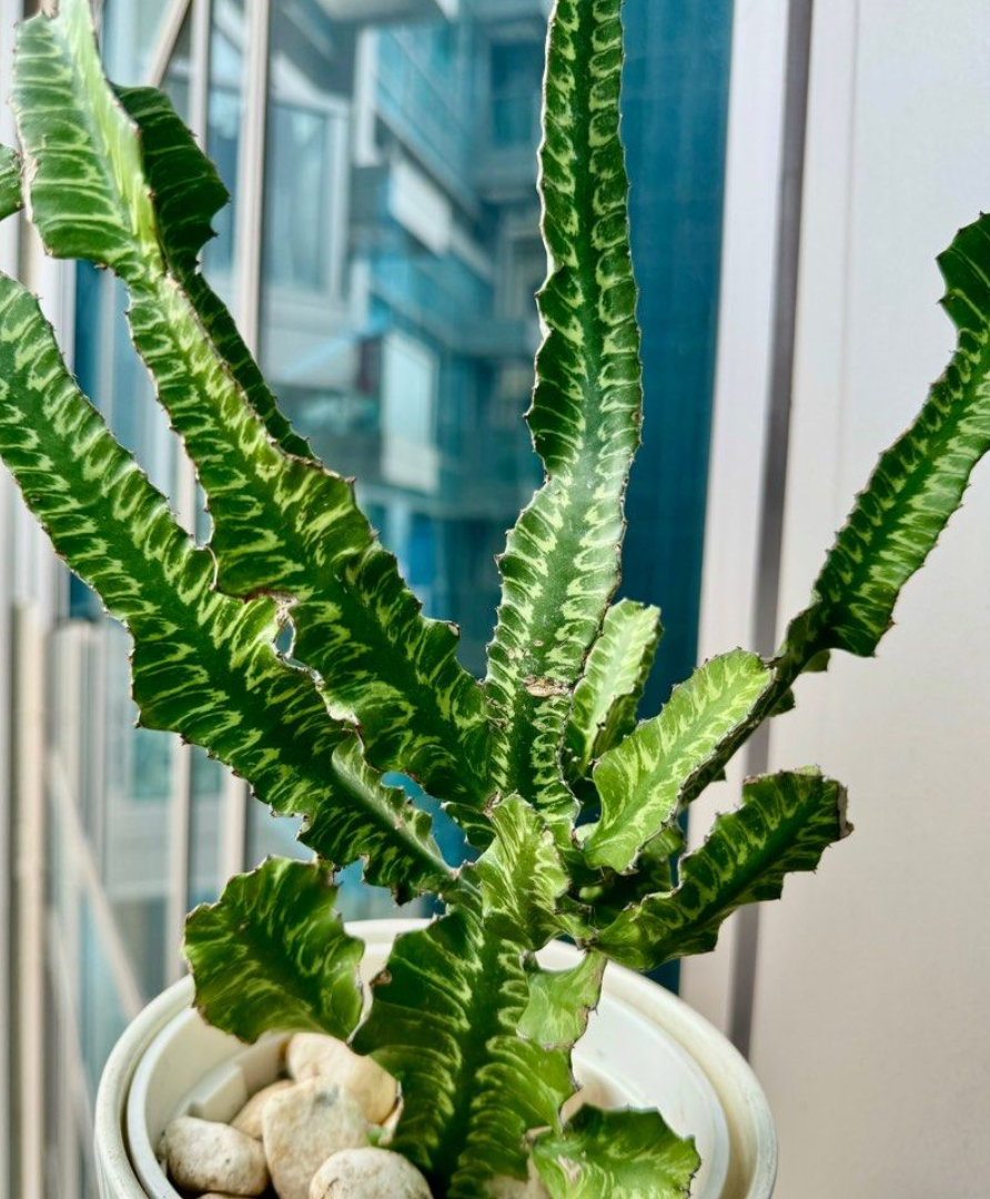 Euphorbia trigona 5 Seeds