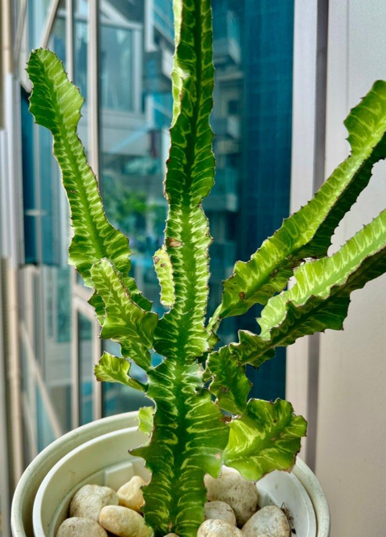 Euphorbia trigona 5 Seeds