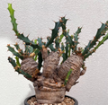 Euphorbia clavigera 5 Seeds