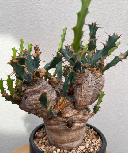 Euphorbia clavigera 5 Seeds