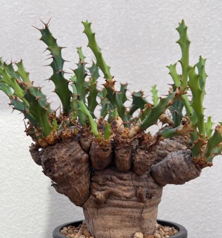 Euphorbia clavigera 5 Seeds