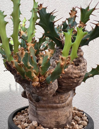 Euphorbia clavigera 5 Seeds