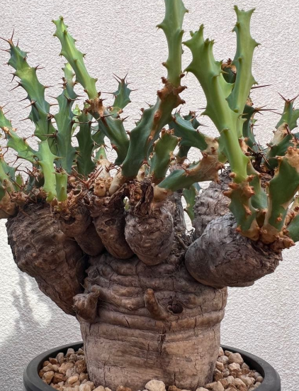 Euphorbia clavigera 5 Seeds
