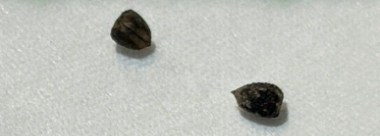 Euphorbia astrophora 5 Seeds