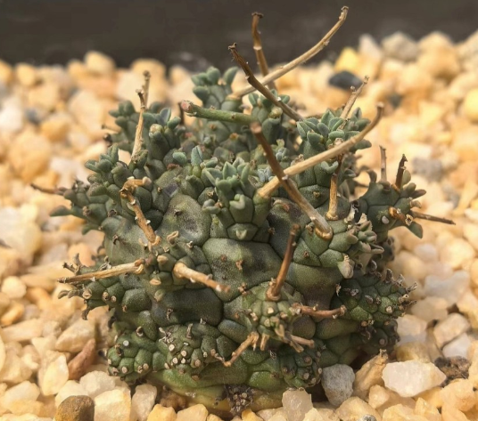 Euphorbia astrophora 5 Seeds