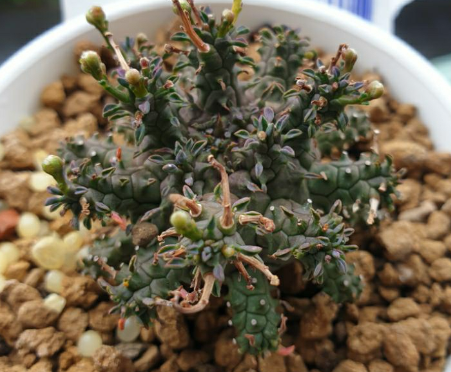 Euphorbia astrophora 5 Seeds