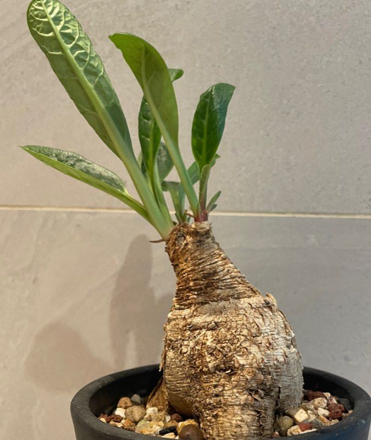 Euphorbia primulifolia 5 Seeds