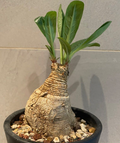 Euphorbia primulifolia 5 Seeds