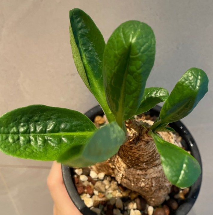 Euphorbia primulifolia 5 Seeds