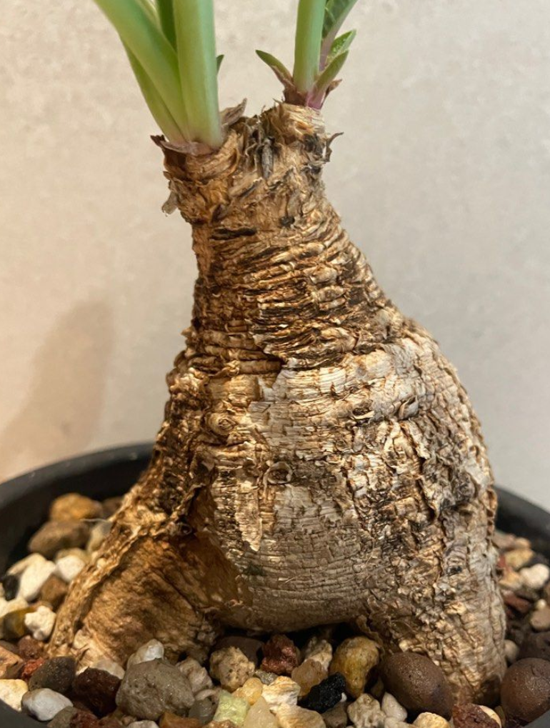 Euphorbia primulifolia 5 Seeds