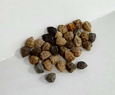 Euphorbia fanshawei 5 Seeds